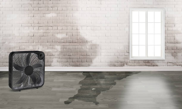 Best Sewage cleanup and water damage restoration  in Seagraves, TX
