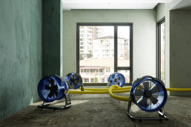 Best Professional water damage repair  in Seagraves, TX